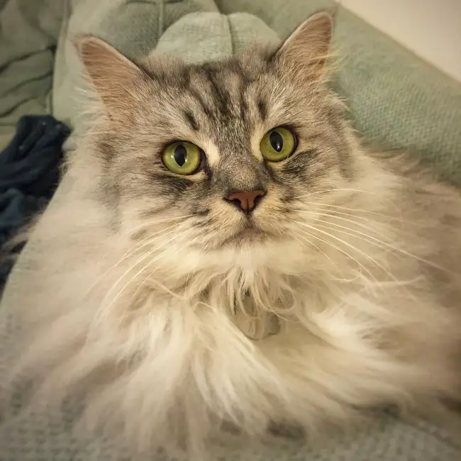 пушистая сибирская кошка фото