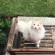 сибирский рыжий кот фото