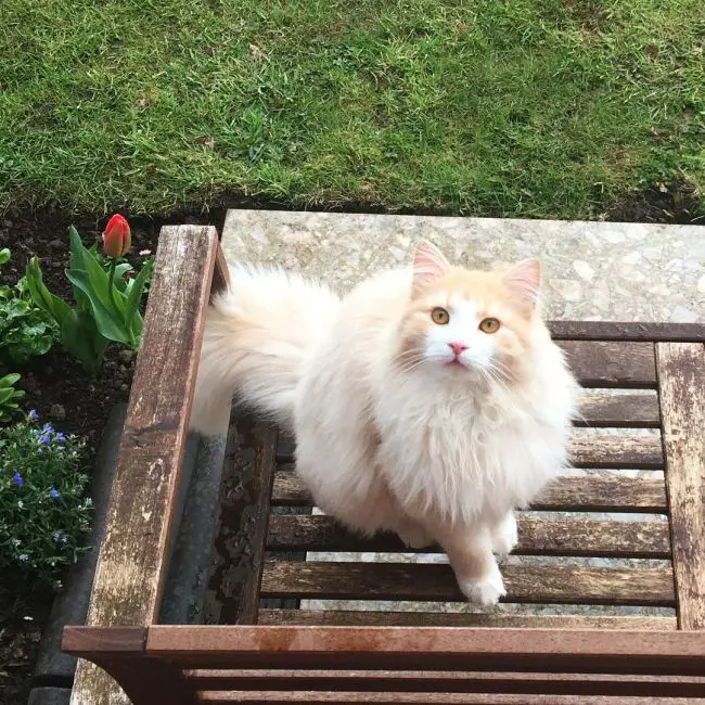 сибирский рыжий кот фото