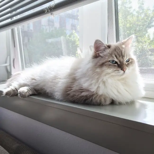 сибирская лесная кошка фото