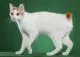 white Manx cat