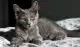 Nibelung - cat breeds with photos and names of breeds