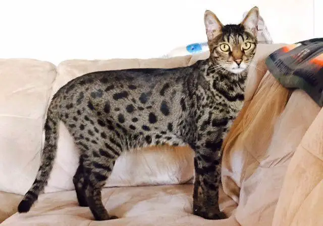 Саванна кошка фото