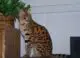саванна кошка фото