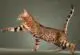 история происхождения кошки саванна