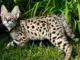 Spotted Cat Breeds You Will Love