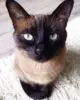 сиамская кошка фото