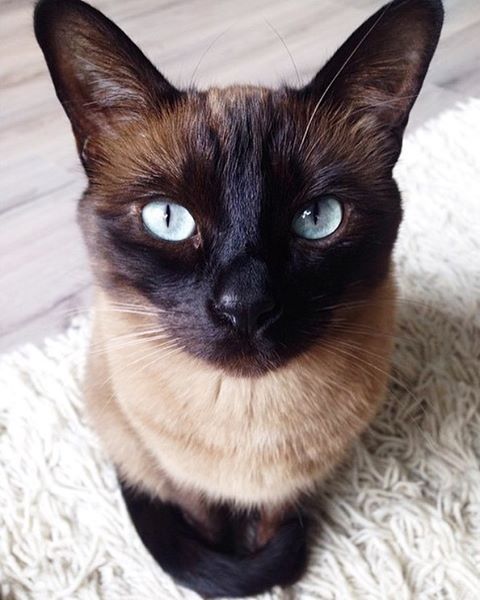 сиамская кошка фото