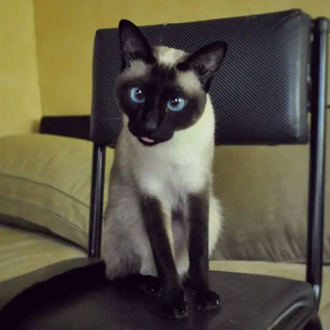 сиамская кошка настоящая порода