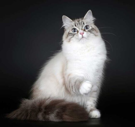 Невская маскарадная кошка - фото, характер, окрасы, цена