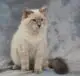 невский маскарадный кот