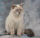 famous cat breeds