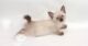 маленький котенок породы меконгский бобтейл фото