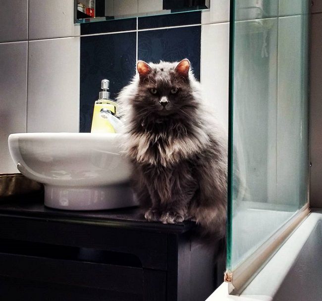 сухой шампунь для кошек