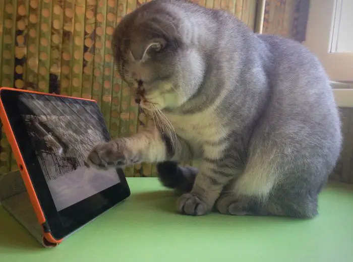 11 Лучших видео для кошек (птицы, рыбки, лазер, мышки) + игры для кота
