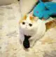 японский кот снупи порода