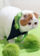 экзотическая короткошерстная кошка снупи