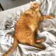 толстый котик на диване