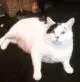 очень толстый кот