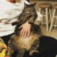 the fattest cat in the world photo