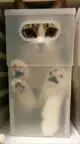 смешная кошка в ящике