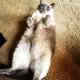 жирная сиамская кошка на ковре
