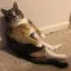 смешной толстый кот у стены