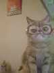 смешной персидский кот в очках