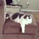 толстый ленивый кот