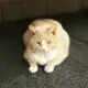 кошка с лишним весом
