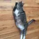 самый толстый кот фото