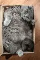 British fat cat in a shoe box photo