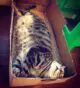 an obese cat in a box