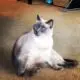 жирная сиамская кошка