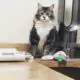 толстый котенок фото