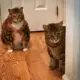 толстые коты фото