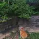 переевший кот в саду