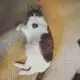 упитанная кошка лежит на полу