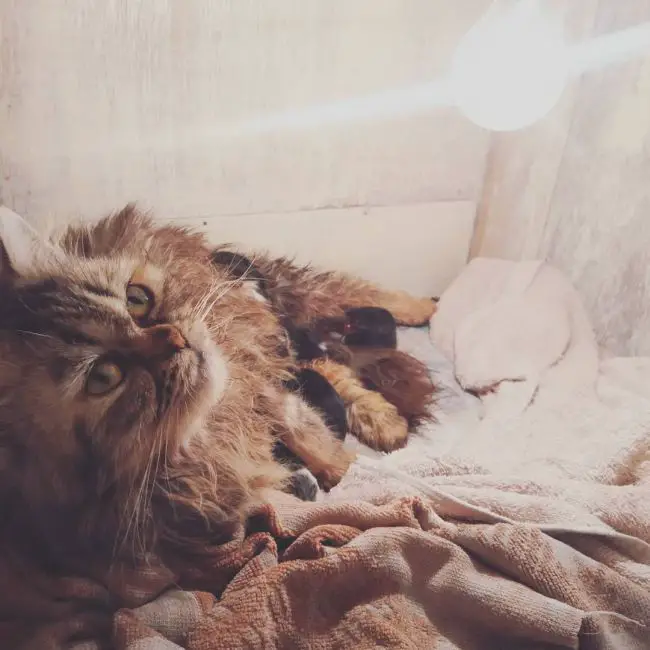 как помочь кошке при родах