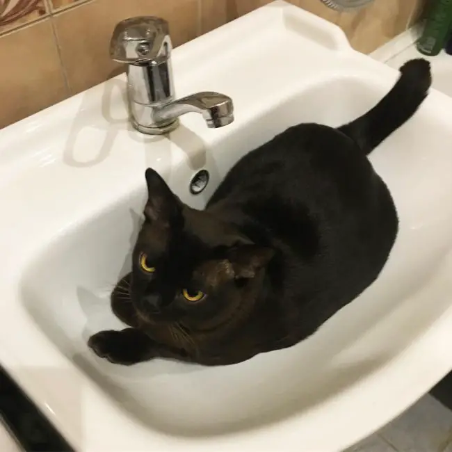 бурма кошка в раковине