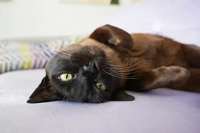 бурманская кошка фото на кровати