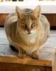 домашняя камышовая кошка картинки