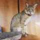 камышовая кошка или болотная рысь фото