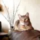 камышовый кот в домашних условиях фото