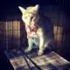камышовый кот фото с мясом