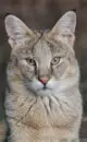 домашний камышовый кот фото