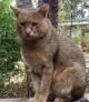 кавказский камышовый кот фото