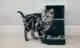 Автокормушка для кошек: как выбрать устройство для животного