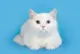 white cat British Shorthair