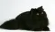 черная персидская кошка фото